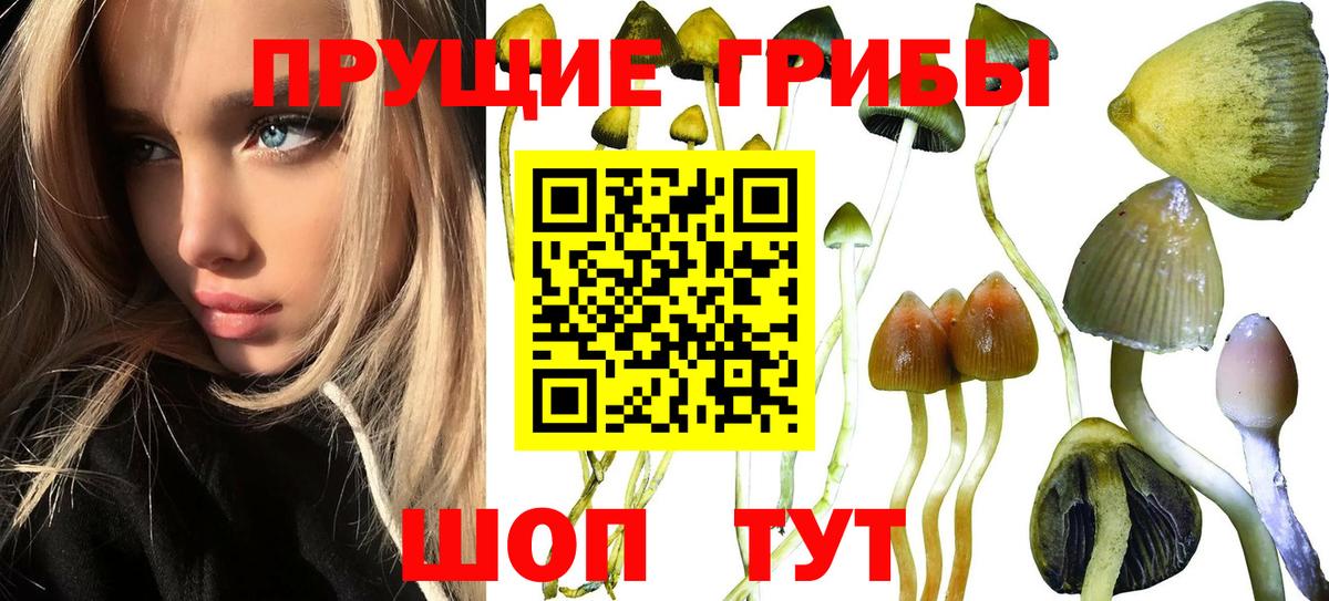 Галлюциногенные грибы прущие грибы  Вход с VPN  Галлюциногенные грибы прущие грибы  Ирбит 